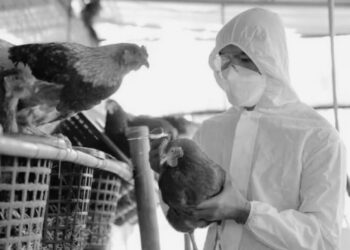 OMS aclara que muerte de paciente en México con gripe aviar fue por ‘causas multifactoriales’