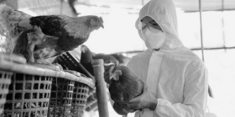 OMS aclara que muerte de paciente en México con gripe aviar fue por ‘causas multifactoriales’