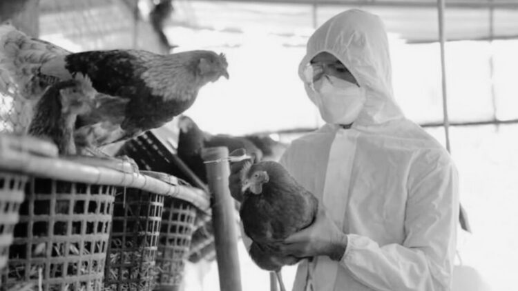 OMS aclara que muerte de paciente en México con gripe aviar fue por ‘causas multifactoriales’