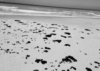 Petróleo llega a playas de Tamaulipas; mata a peces, camarones y almejas