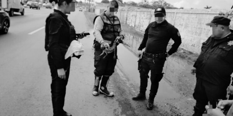 Tras lluvias cocodrilos transitan en calles Madero