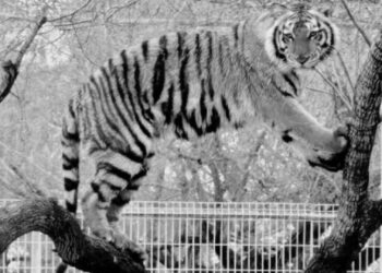 Escapa tigre siberiano de zoológico en Reynosa