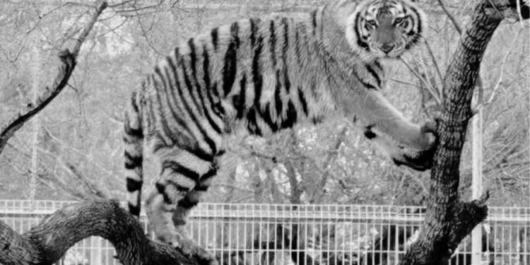 Escapa tigre siberiano de zoológico en Reynosa
