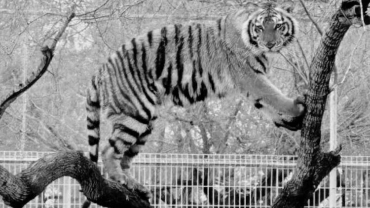 Escapa tigre siberiano de zoológico en Reynosa