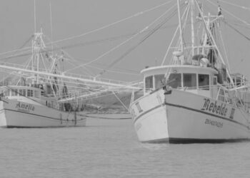 Es flota camaronera tamaulipeca, la más grande del Golfo de México