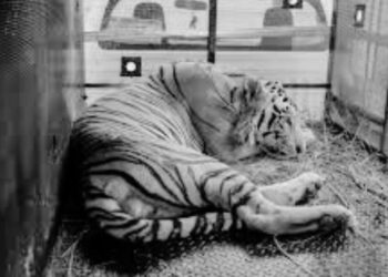 Tigre que escapó de zoológico de Reynosa llega a Cd. Victoria