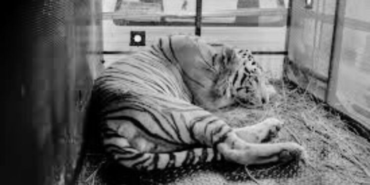 Tigre que escapó de zoológico de Reynosa llega a Cd. Victoria