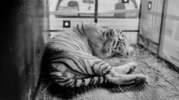 Tigre que escapó de zoológico de Reynosa llega a Cd. Victoria