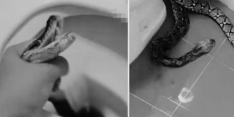 Tailandés es mordido por una serpiente mientras hacía del baño