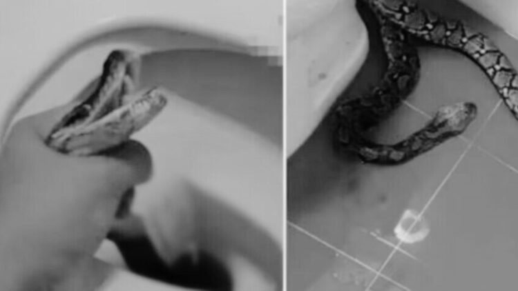 Tailandés es mordido por una serpiente mientras hacía del baño