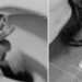 Tailandés es mordido por una serpiente mientras hacía del baño