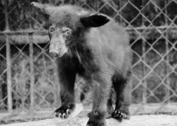 Atiende Comisión de Parques reportes de avistamientos de fauna silvestre