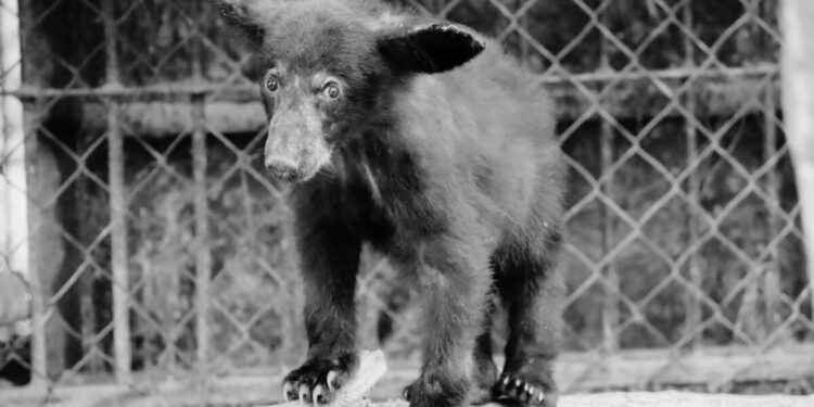 Atiende Comisión de Parques reportes de avistamientos de fauna silvestre