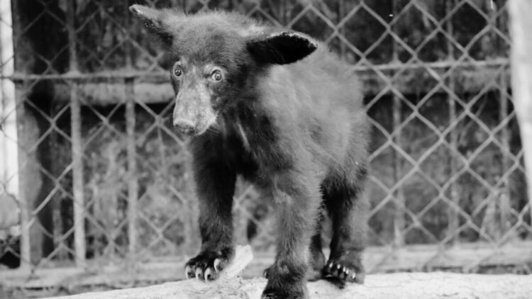 Atiende Comisión de Parques reportes de avistamientos de fauna silvestre