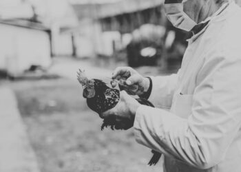 Muere el primer paciente enfermo con gripe aviar en EU