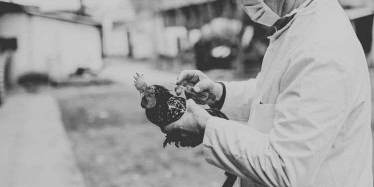 Muere el primer paciente enfermo con gripe aviar en EU