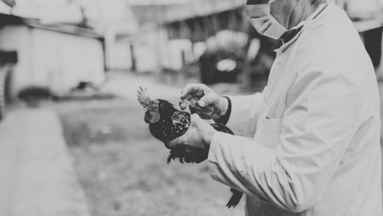 Muere el primer paciente enfermo con gripe aviar en EU