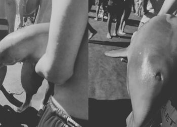 Delfín muere tras ser sacado del agua para tomarse fotos