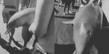 Delfín muere tras ser sacado del agua para tomarse fotos