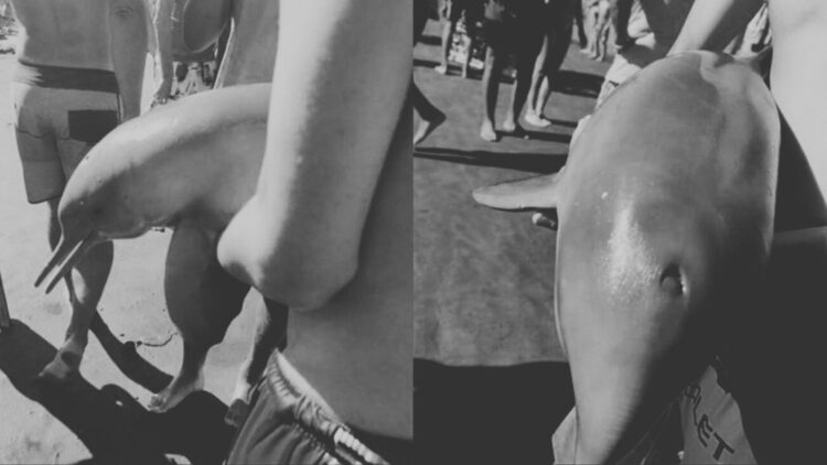 Delfín muere tras ser sacado del agua para tomarse fotos