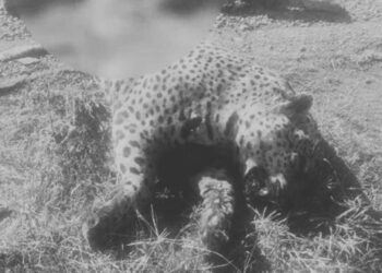 Matan a tiros a un jaguar en Tamaulipas por temor entre pobladores