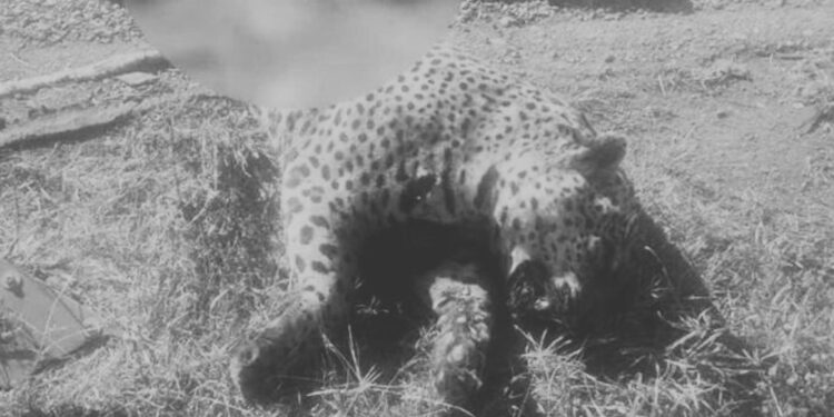 Matan a tiros a un jaguar en Tamaulipas por temor entre pobladores