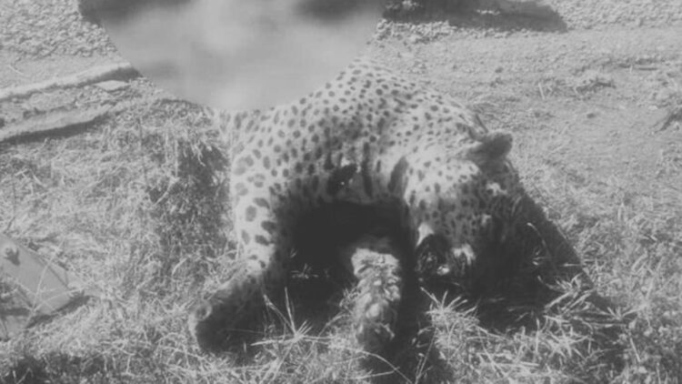 Matan a tiros a un jaguar en Tamaulipas por temor entre pobladores