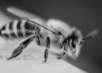 Abejas atacan a estudiantes en telesecundaria de Tamaulipas: 24 menores con picaduras