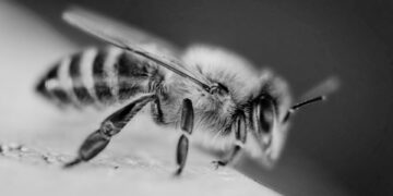 Abejas atacan a estudiantes en telesecundaria de Tamaulipas: 24 menores con picaduras