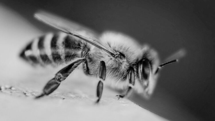 Abejas atacan a estudiantes en telesecundaria de Tamaulipas: 24 menores con picaduras