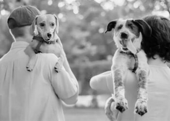 Proponen en Tamaulipas regular custodia de mascotas en casos de divorcio