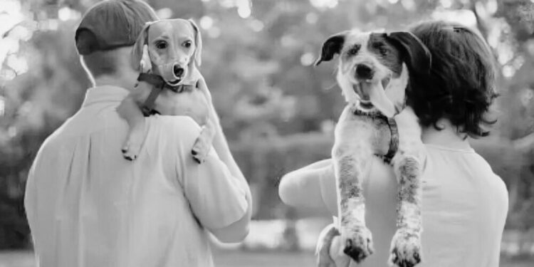 Proponen en Tamaulipas regular custodia de mascotas en casos de divorcio