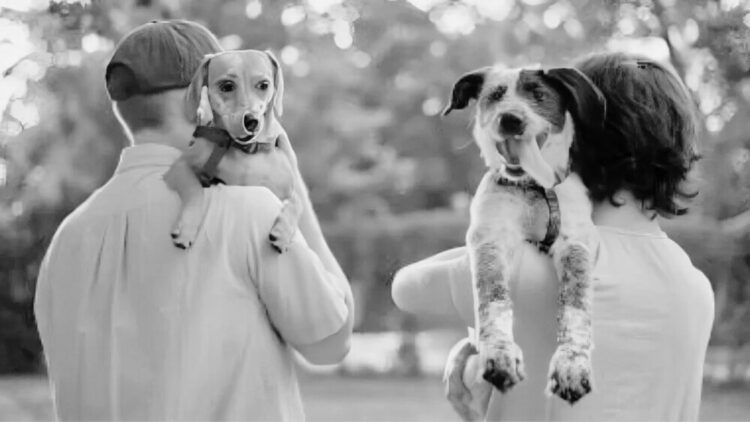 Proponen en Tamaulipas regular custodia de mascotas en casos de divorcio